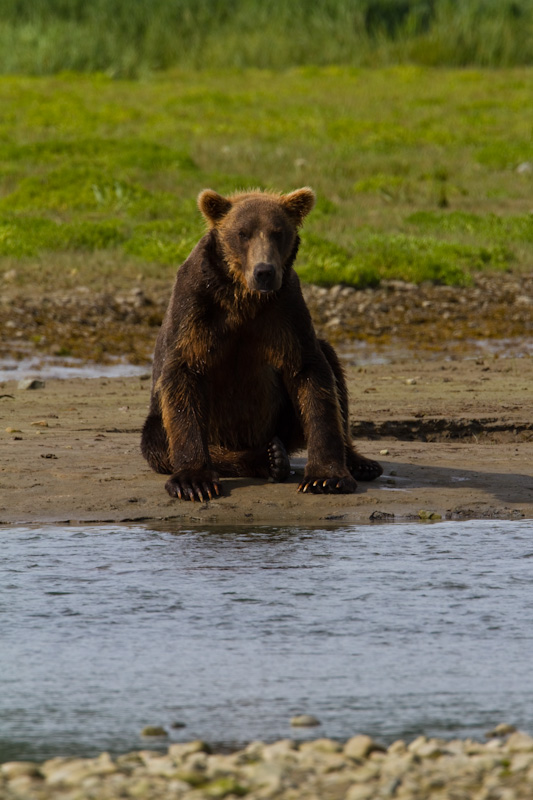 Grizzly Bear Watching For Salmon